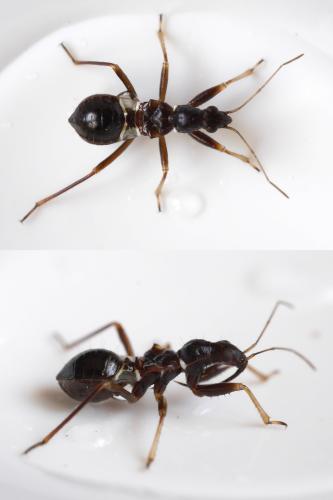 Himacerus mirmicoides